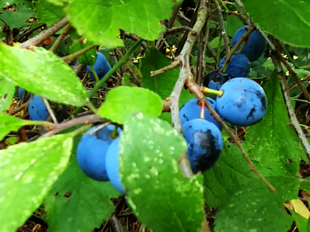 UK Nature Berry